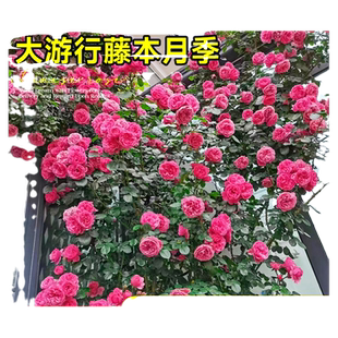 大游行藤本月季墙微花树苗爬藤花卉四季开蔷薇玫瑰花盆栽浓香老桩