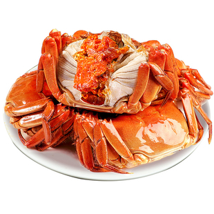 [活蟹]特大10只大闸蟹鲜活现货全母螃蟹官方旗舰阳澄礼盒湖鲜河蟹