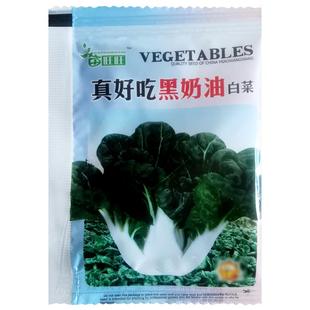 矮脚黑叶奶油白菜种子小白菜油菜种籽抗冻乌青菜春秋播四季蔬菜孑