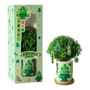 植季放青松雾凇小盆栽植物客厅办公室工位绿植桌面创意新年礼物
