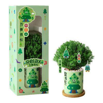 植季放青松雾凇盆栽办公室绿植