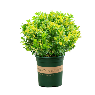 米兰花阳台盆栽带花苞