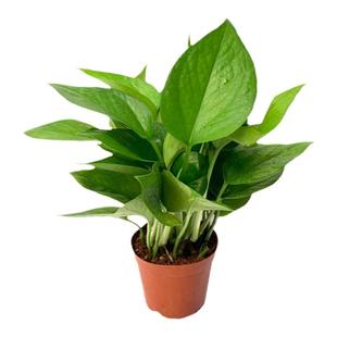 绿萝盆栽苗小花叶绿萝白金葛室内办公桌面客厅易养护净化空气花卉