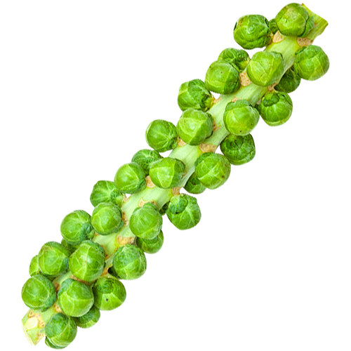 孢子甘蓝菜种子种苗特色菜夏季四季播特蔬菜种籽耐热秋季抱子青菜