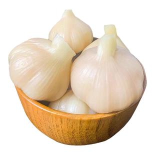 净重无水糖蒜正宗糖醋蒜农家甜蒜小包装水晶糖蒜头官方旗舰店山东