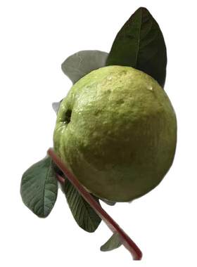 番石榴蕃石榴芭乐5斤包邮送