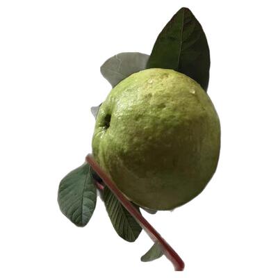 番石榴蕃石榴芭乐5斤包邮送