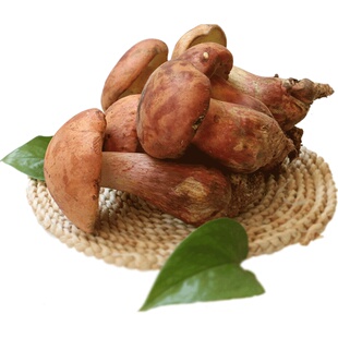 哈妞2023新鲜红葱牛肝菌云南特产野生鲜见手青野生食用蘑菇菌火锅