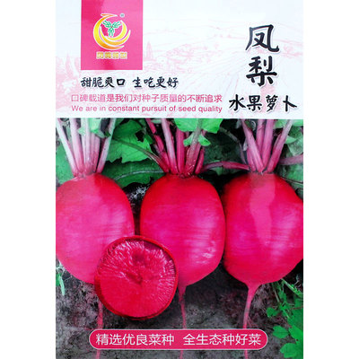 水果种子红心阳台蔬菜罗卜紫美人