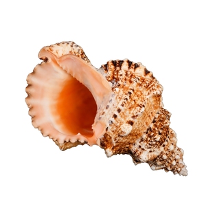 天然真海螺贝壳摆件工艺品鱼缸造景海螺超级特大号角可吹玩具礼物