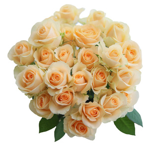 顺丰包邮如意花卉蜜桃香槟玫瑰鲜切花直发新鲜卡布同城年宵情人节