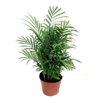 袖珍椰子凤尾竹懒人易养护花卉