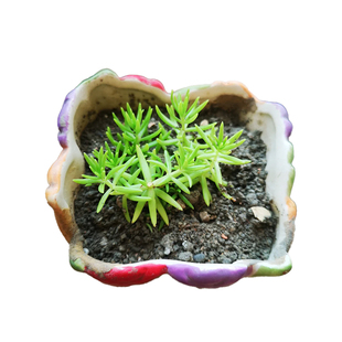 佛甲草种子黄金夏季耐热可暴晒耐寒四季常绿地被植物庭院假山造景