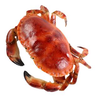 仿真面包蟹模型假海鲜水产螃蟹模具直播间道具假大闸蟹膏蟹假菜