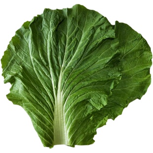 顺丰东北饭包叶白菜叶20片大白菜新鲜蔬菜叶散装送酱打饭包即食