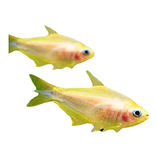 黄金帝王灯鱼稀有帝王灯黑帝王水草缸混养群游热带淡水观赏灯科鱼