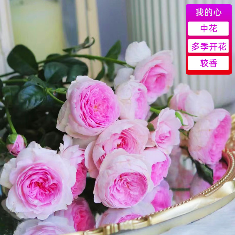 粉色龙沙宝石粉龙大苗蔷薇花苗爬藤植物月季四季开花月季花特大花