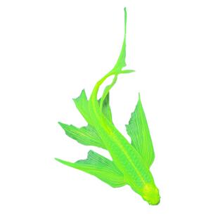 大号蝶翼斑马鱼长尾长鳍古法鱼缸小鱼观赏鱼荧光冷水鱼小型鱼活体