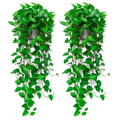长藤款绿萝壁挂绿植室内盆栽垂吊
