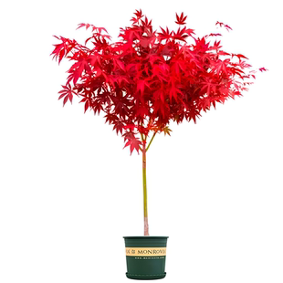 中国红枫树苗盆栽红舞姬小苗庭院彩叶耐寒绿化风景大树日本红枫苗