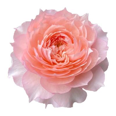 莫妮卡戴维月季花苗四季切花玫瑰