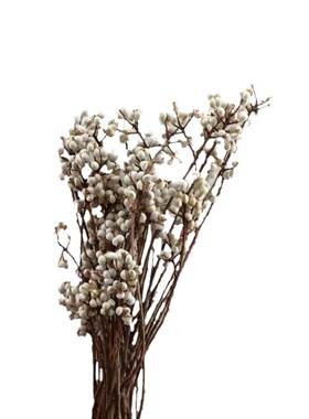 长河乌桕果干花果实观赏价值高