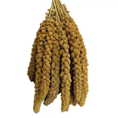 新货天然黄谷穗带壳谷子小米穗虎皮玄凤牡丹文鸟粮零食鹦鹉专用