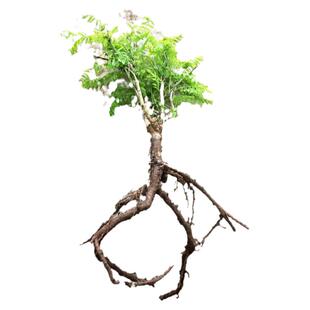 鸡骨草种苗种苗相思子树苗大黄草鸡母珠中草药绿植盆栽满3棵包邮