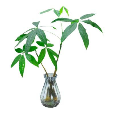 水培植物发财树干净好养桌面
