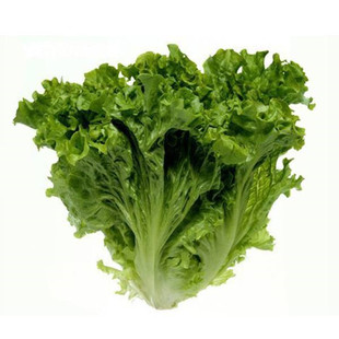 新鲜蔬菜罗沙绿生菜 500g绿叶花叶生菜罗莎绿沙拉食材5件包邮