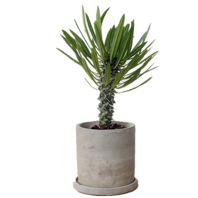 非洲霸王树麒麟掌植物四季仙人掌