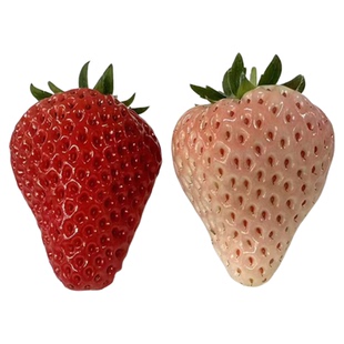 丹东草莓白雪公主草莓新鲜甜超甜99草莓久久草莓头茬大草莓99草莓