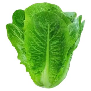 正宗绿孔雀菜种子耐高温四季青菜沙拉菜种孑籽盆栽高产菜种籽大全