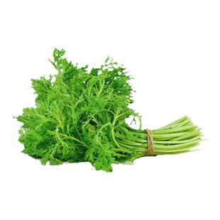 小叶茼蒿种子高杆玉帝光杆大叶皇帝菜菊花铁杆高产盆栽四季蔬菜籽