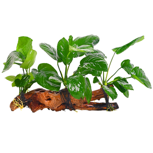 水榕沉木水草植物鱼缸造景装饰摆件懒人淡水阴性增氧净水椰壳屋