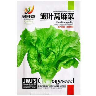 皱叶莴麻菜种子窝鸡菜种籽叶用莴苣莴笋叶曲麻菜春秋四季蔬菜种孑