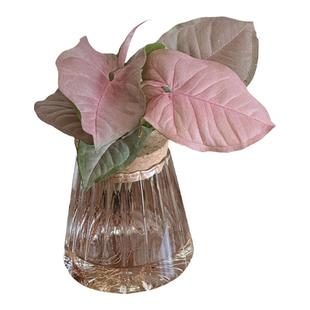 亲爱的绿植 凤梨水培怪怪发财树盆栽粉色恋人绿植好养活新奇花卉