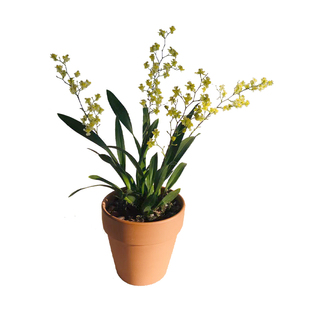 梦香兰盆栽带花苞室内桌面兰花好养活花期长跳舞兰文心兰花卉植物