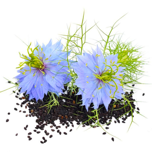 黑种草种子波斯宝石香草籽花束鲜花切花干花花卉室外庭院花籽蜜源