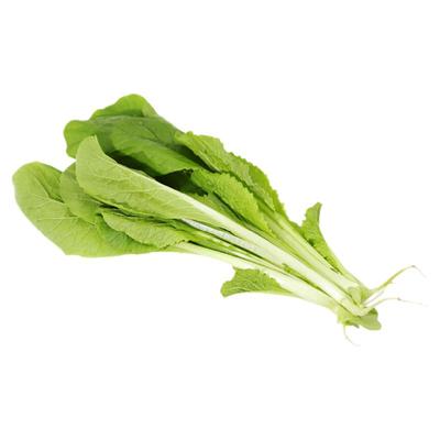 密云农家当日现拔鲜嫩小白菜