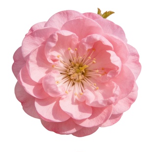 榆叶梅花树苗盆栽重瓣庭院南北方多年生浓香红梅素心腊梅花卉耐寒