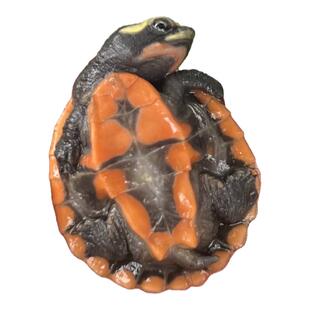 深水圆澳侧颈龟乌龟活体鱼缸混养吃鱼屎圆奥吃粪龟观赏缸清道夫