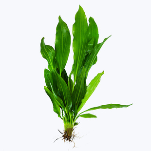 大叶绿九冠懒人水草带杯沉底环陶瓷自动沉水无需底沙好养鱼缸造景