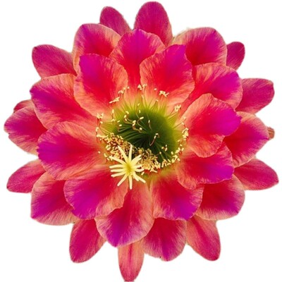 山脉天际线sierra彩草席克氏彩草