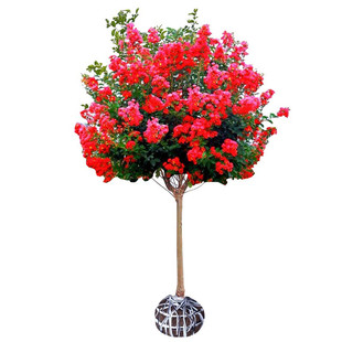 天鹅绒百日红花紫薇树苗盆栽丛生紫薇花庭院绿化风景树红火箭紫薇