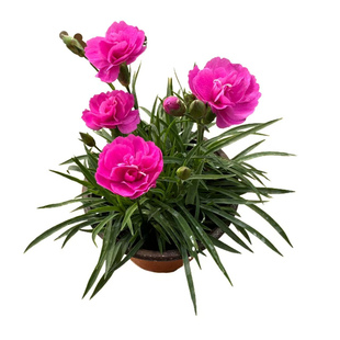 石竹初吻花苗室外耐寒耐热开花花园庭院地栽适合庭院种的花带花苞