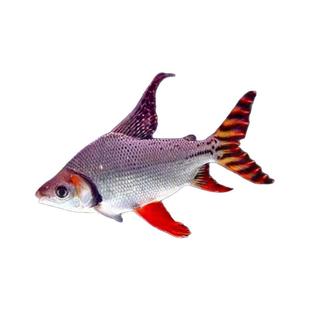 飞凤鱼活体直纹飞凤金银凤泰国鲫龙鱼配鱼柠檬鲫热带观赏鱼清洁鱼