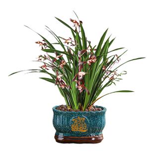 墨兰兰花盆栽带花苞大花企黑四季名贵精品兰花苗蝴蝶兰花卉绿植物