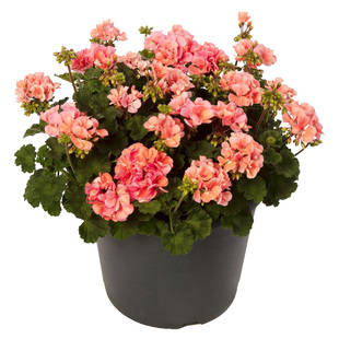 进口天竺葵种子 四季春播花开不断室内阳台盆栽易种花卉种子 花籽