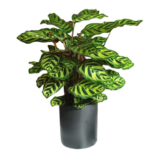 孔雀竹芋盆栽植物彩叶竹芋新飞羽办公室净化空气室内观叶绿植好养